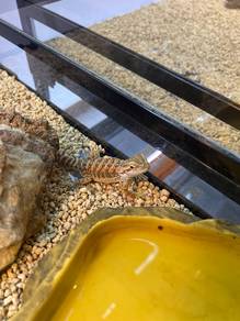bearded dragon