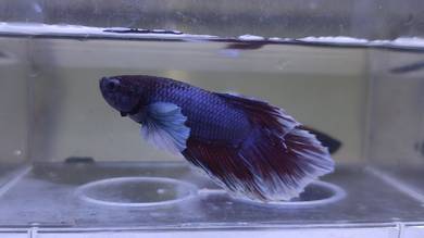 Dumbo Betta Fish Ikan Laga 