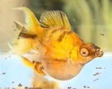 Premium Ballon Molly Albino Golden Zebra Lyretail