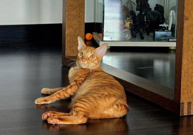 Adoption handsome orange kitten