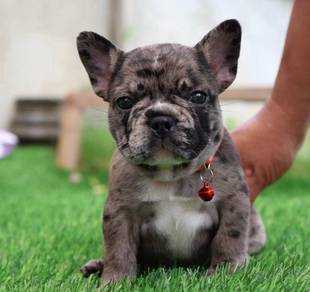FRENCH BULLDOG PUPPIES VIP181🌻Cute & Healthy