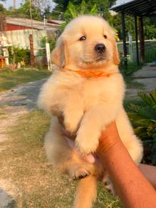 Golden retriever