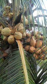 Benih kelapa sggori & kelapa gading rendah