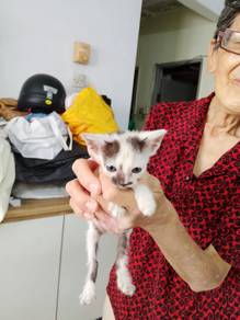 Free Cats & Kittens To Be Given Away