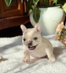 fRENCH bulldog