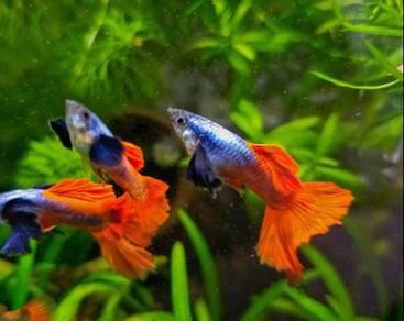 Platinum Red Tail Dumbo Halfmoon Guppies