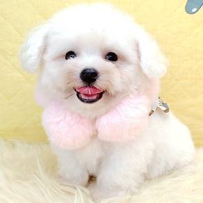 Bichon Frise