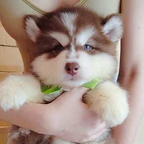 Wooly Husky