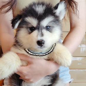 Husky