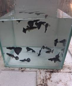 guppy black moscow