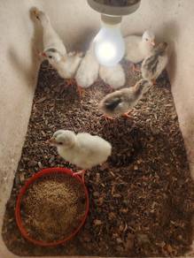 Anak Ayam Mutiara