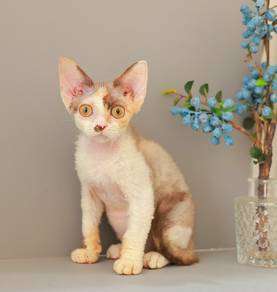 devon rex