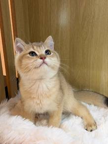 bsh golden ny11