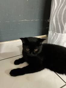 British short hair for adoption with fee