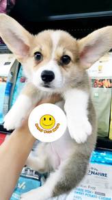 C600 Welsh Corgi obedient puppy dog