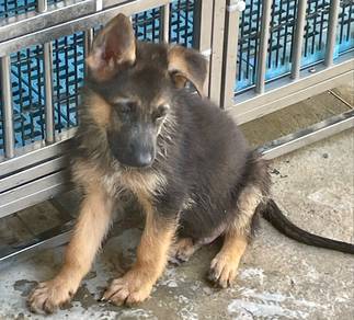 German Shepherd Puppies Available 🐾 Female 2 left