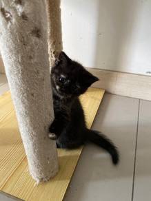 bsh black 
