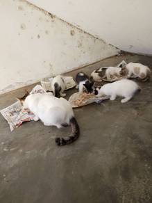 cat and kitten for adoption 