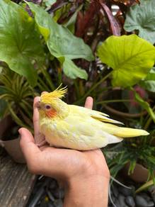 burung cockatiel lutino pearl bird parrot