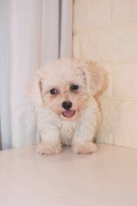 J0448 Poochon White Curly Coat Puppy