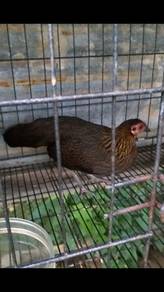 Ayam hutan ( jantan apis kebun)