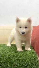 Samoyed puppy male