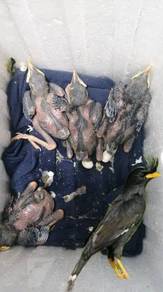 Burung GK great