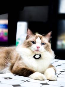 Ragdoll Male CFA Cert