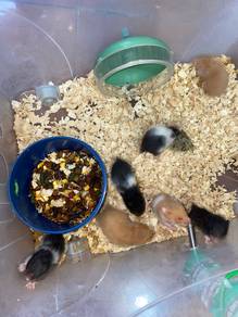 baby hamster