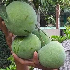 Benih Mangga Kelapa