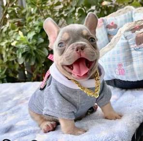 FRENCH BULLDOG PUPPIES🌻A174 Male Cute