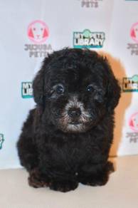 J0094 Poodle Teddy Bear Curly Coat Puppy