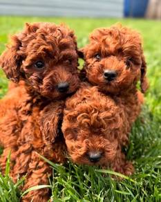 cavapoo!