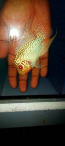 flowerhorn gb f2