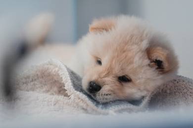 Chow Chow
