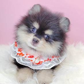Pomeranian