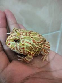 Pacman frog fire dragon