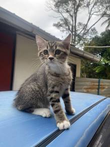 kucing