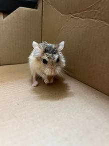 Hamster Robo (MALE)