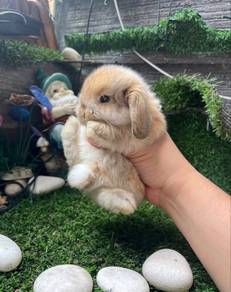 Holland lop