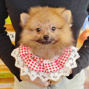 Pomeranian