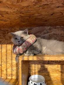 British Longhair Pure Breed (Promo)