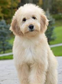 Giant goldendoodle puppies