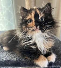 Calico Mainecoon Kitten