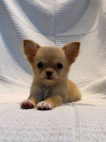 Long Hair Chihuahua male 🐾