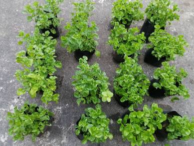 Anak pokok sayur/herba