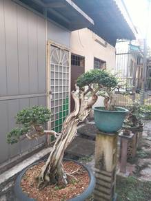 Bonsai Bebuas/Premna