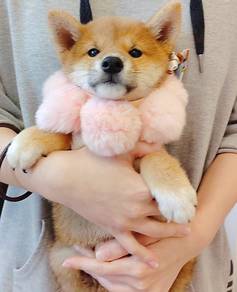 Shiba