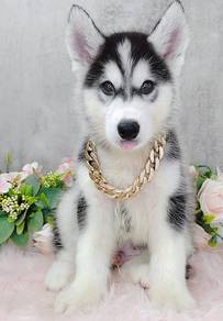 Husky