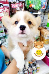 Grr-6811 Welsh Corgi little pretty pet